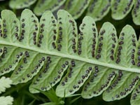 ../../../bilder/Polypodiales/Thelypteridaceae/Thelypteris limbosperma/Thelypteris limbosperma.htm